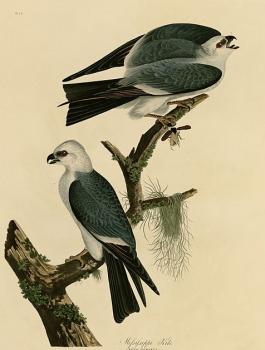 John James Audubon : Mississippi kite